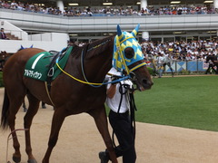 20150913 中山11R 京成杯AHC(G3) アルマディヴァン 08