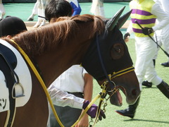 20181006 東京1R 2歳未勝利 サノノドン 12
