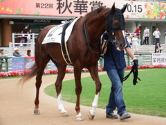 20171014 京都12R (1000) メイショウノボサン 06
