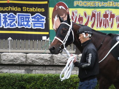 20151031 東京10R 赤富士S ショウナンアポロン 03