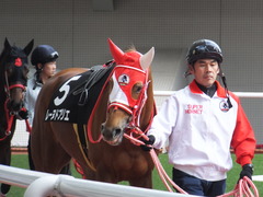20170225 阪神9R 丹波特別(500) レーヌドブリエ 05