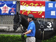 20170625 東京11R パラダイスS 3歳上(OP) ショウナンアチーヴ 05