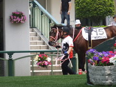 20170514 京都5R 3歳未勝利 ホウオウドリーム 11