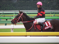 20181104 東京11R AR共和国杯(G2) ホウオウドリーム 32