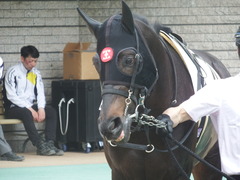 20190504 東京4R 3歳未勝利 ショウナンサジン 10