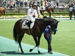 20180421 東京6R 3歳未勝利 ミッキーバード 14