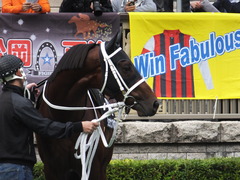20151031 東京10R 赤富士S ショウナンアポロン 12