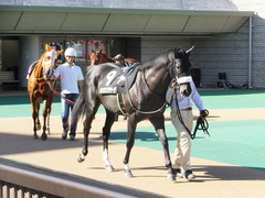 ショウナンアチーヴ1