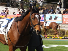 20150221 東京6R 4歳上500万下 マイネルグルマン 05