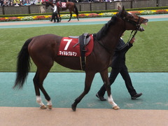 20141108 東京11R 京王杯2歳S マイネルグルマン 07