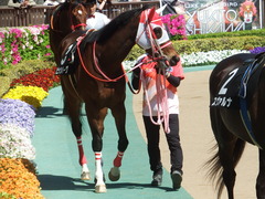20190428 東京9R 陣馬特別(1000) ピッツバーグ 07