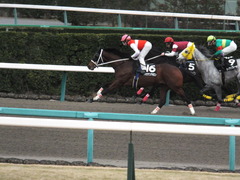 20150124 中山11R アレキサンドライトS ショウナンアポロン14