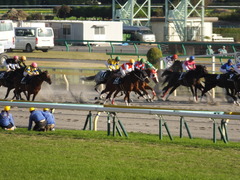 20141116 東京10R ショウナンアポロン 11