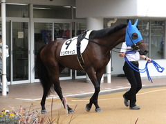 20150927 中山3R 3歳未勝利 タニオブキャップ 02