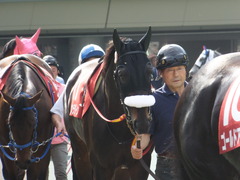 20140503 東京11R 青葉賞 ショウナンラグーン 05