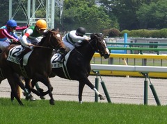 20160514 東京5R 3歳牝馬未勝利 ツボミ 20