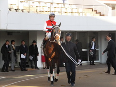 20161224 中山11R 師走S(OP) ショウナンアポロン 15