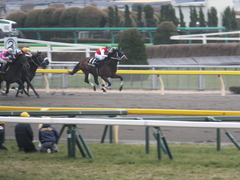 20150222 東京11R 金蹄S ショウナンアポロン 12