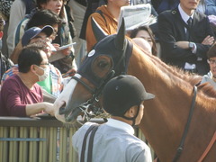 20190421 東京11R フローラS(G2) クラサーヴィツァ 09