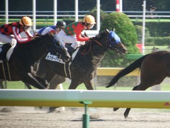 20181006 東京8R (500) ラプターゲイル 18