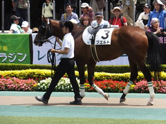 20170604 東京7R 3歳上500万下 プエルト 06