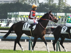 20151024 京都5R 2歳メイクデビュー ピッツバーグ 15
