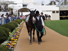 20150321 中山5R 3歳未勝利 ロジダーリング 04