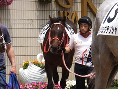 20170514 京都5R 3歳未勝利 ホウオウドリーム 12