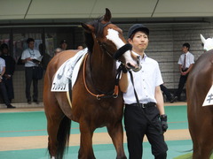 20170625 東京1R 3歳牝馬未勝利 プンメリン 09