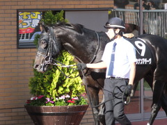20161016 新潟11R 信越S(OP) ショウナンアチーヴ 05