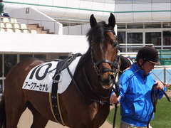 20170320 中山7R 4歳上500万下 アークアーセナル 03