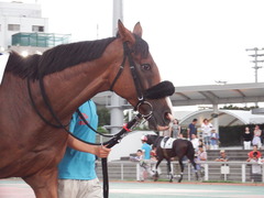 20180814 大井8R 東京記念TR 3歳上OP ユーロビート 08