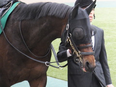 20170205 東京11R 東京新聞杯(G3) プロディガルサン 07