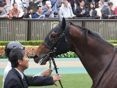 20141108 東京4R トーセンカナロア 09
