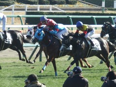 20190114 中山7R 3歳(500) ヴァルドワーズ 16