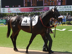 20140316 中山6R ショウナンラグーン 04
