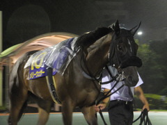 20140827 大井11R 重賞 メリーウェザー 02