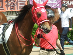20190512 東京1R 3歳未勝利 ハクシンドリーム 05