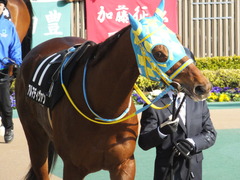 20150221 東京10R 初音S4歳上1600万下 アルマディヴァン 03