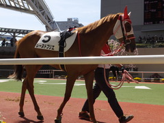 20150404 阪神4R 3歳未勝利 レーヌドブリエ 05