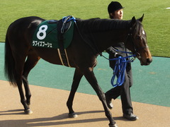 20150221 東京11R ダイヤモンドS(G3) ラブイズブーシェ 06