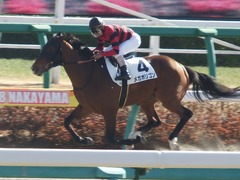 20180106 中山4R 4歳上500万下 メガポリゴン 17