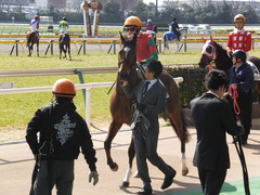 20150221 東京6R 4歳上500万下 マイネルグルマン 09