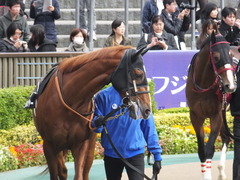 20161127 東京7R ベゴニア賞 クライムメジャー 04