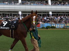 20150927 中山9R 芙蓉ステークス プランスシャルマン 05