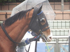 20190303 中山6R 3歳未勝利 ストレートパンチ 14