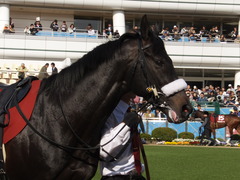 20140412 中山11R ニュージーランドT ショウナンアチーヴ 07