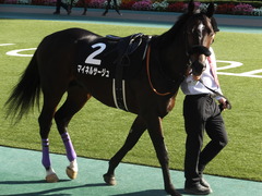 20161105 東京9R 南武特別(1000) マイネルサージュ 07