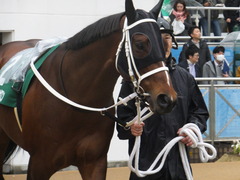 20170326 中山11R マーチS(G3) ショウナンアポロン 08