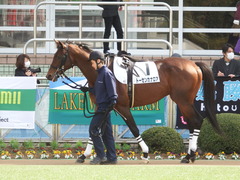 20180224 中山4R 4歳上障害未勝利 トーセンカナロア 03